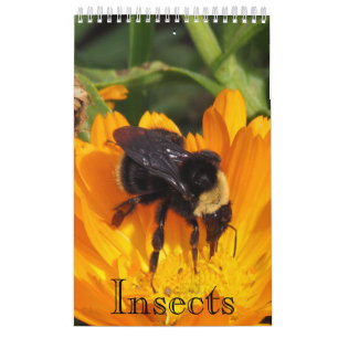 Mural Calendrier - Insectes (sgl. pg.)
