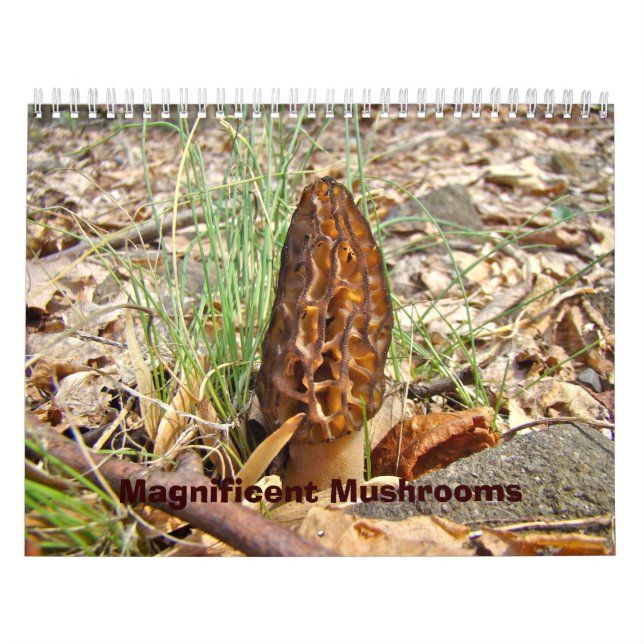 Mural Calendrier - Magnifiques champignons (Protection)