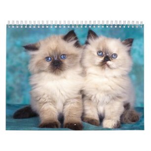 Mural Calendrier mignon de chatons