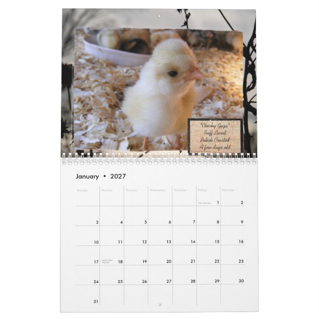 Mural Calendrier obsédant de désordre de poulet (Jan 2027)