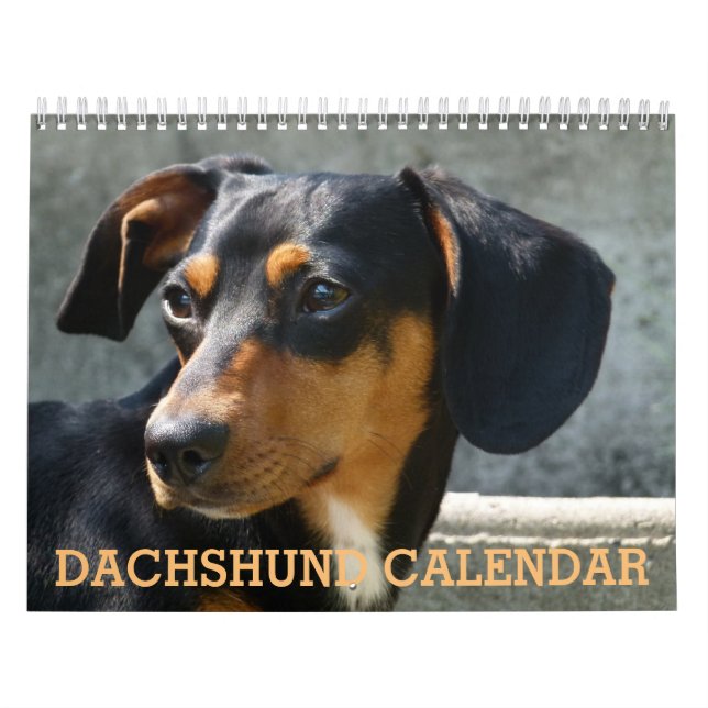 Mural Calendrier photo Dachshund (Protection)