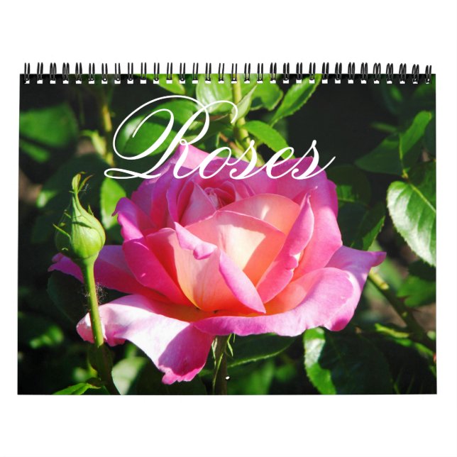Mural Calendrier Rose du jardin anglais (Protection)