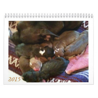 Mural Les chiots de Pitbull grandissent le calendrier