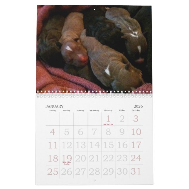 Mural Les chiots de Pitbull grandissent le calendrier (Jan 2026)