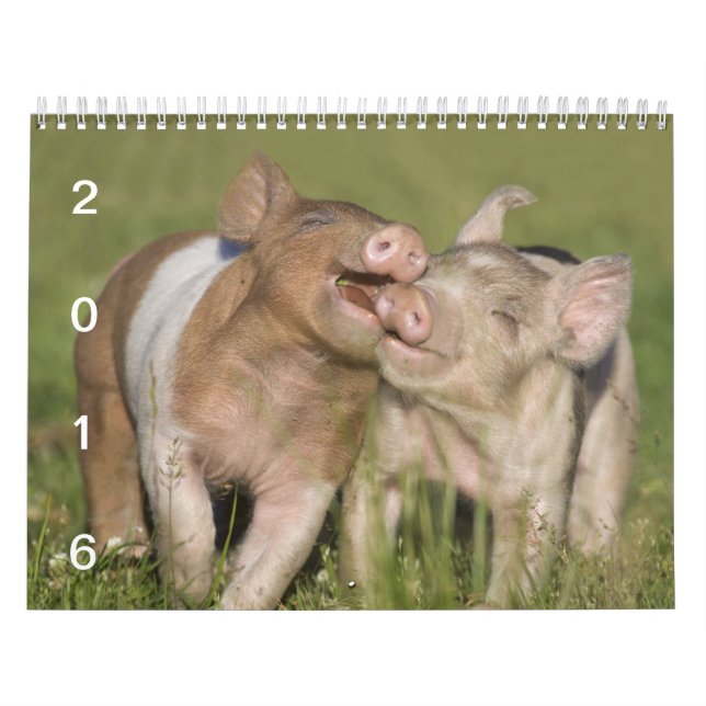 Mural Porcelets heureux - calendrier 2016 de porc (Protection)
