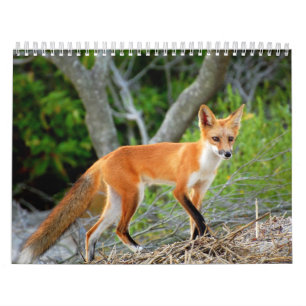 Mural Renards de calendrier de photo de plage de
