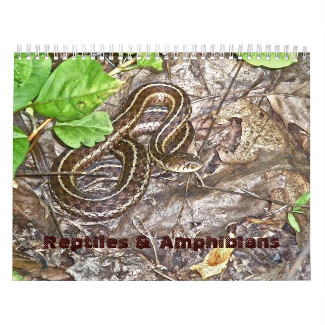 Mural Reptiles et amphibiens du calendrier #1 (Protection)
