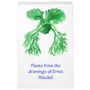 Mural Un calendrier 2012 des dessins de plante