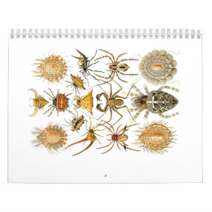 Mural Un calendrier des araignées par Ernst Haeckel.