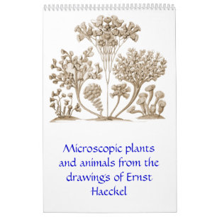 Mural Un calendrier des dessins d'Ernst Haeckel.