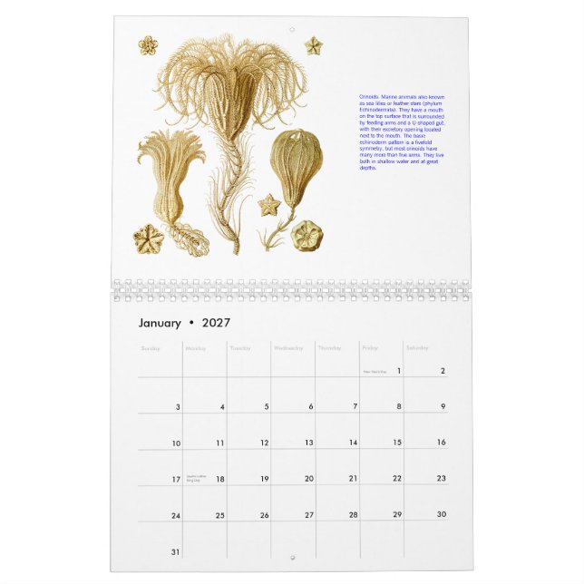 Mural Un calendrier des dessins d'Ernst Haeckel. (Jan 2027)