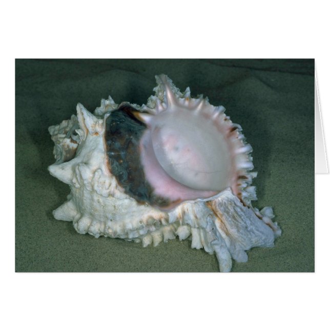 Murex rose (Murex erythrostomus) Shell (Devant horizontal)