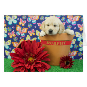 Murphy, photo de la semaine 5