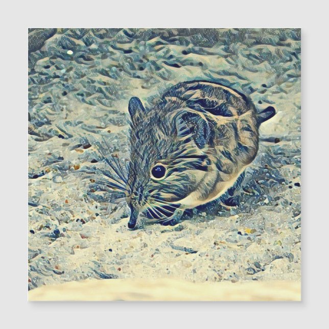 musaraigne (Macroscelididae) (Devant)