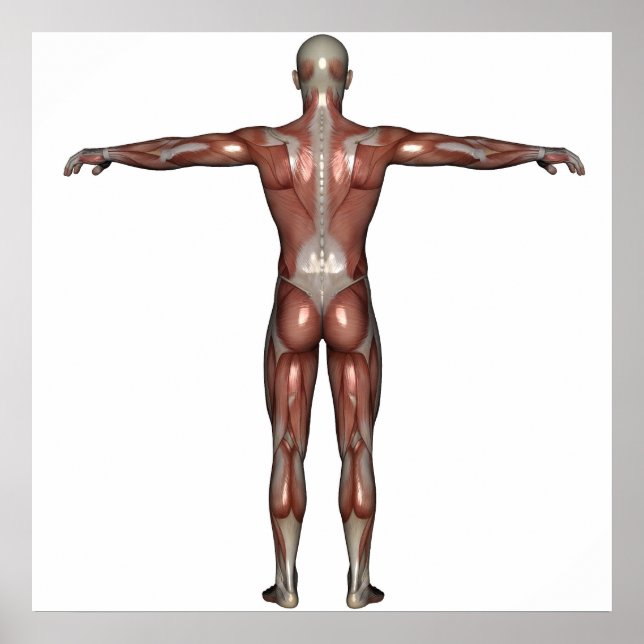 Muscle of man poster (Devant)