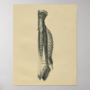 Muscles de dos humains Anatomie 1902 Impression Vi