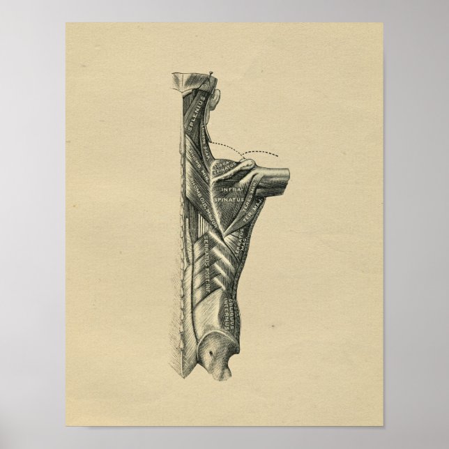 Muscles de dos humains Anatomie 1902 Impression Vi (Devant)