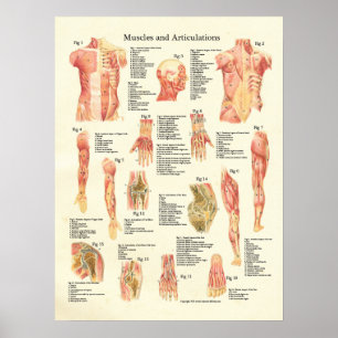 Muscles et Articulations Poster de l'anatomie huma