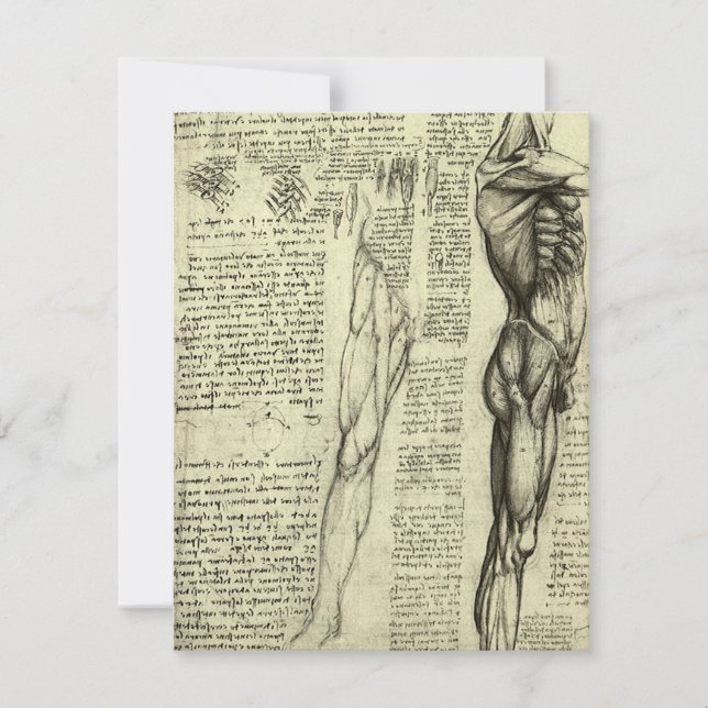 Muscles humains anatomiques de Léonard de Vinci (Devant)