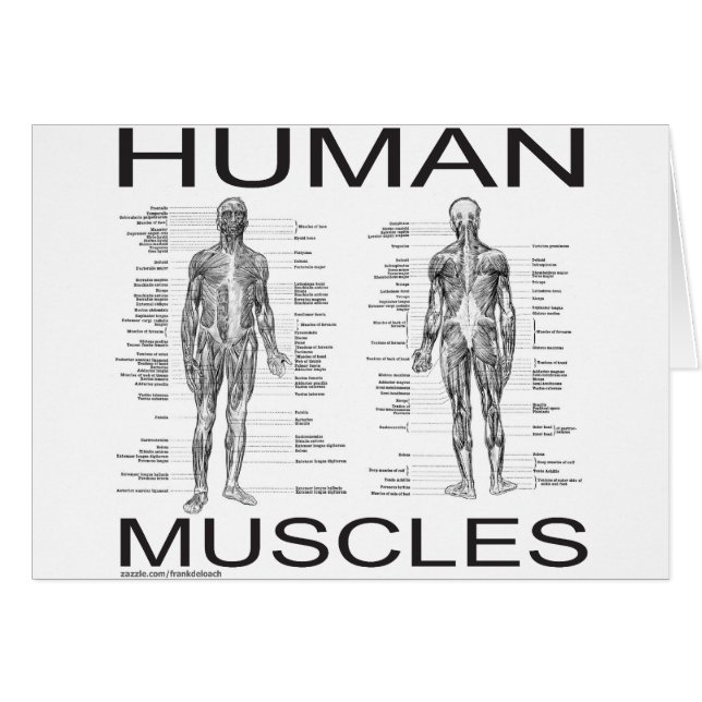 Muscles humains et anatomie (Devant horizontal)
