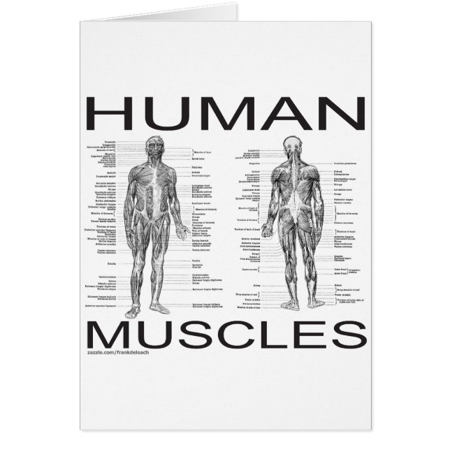 Muscles humains et anatomie (Devant)