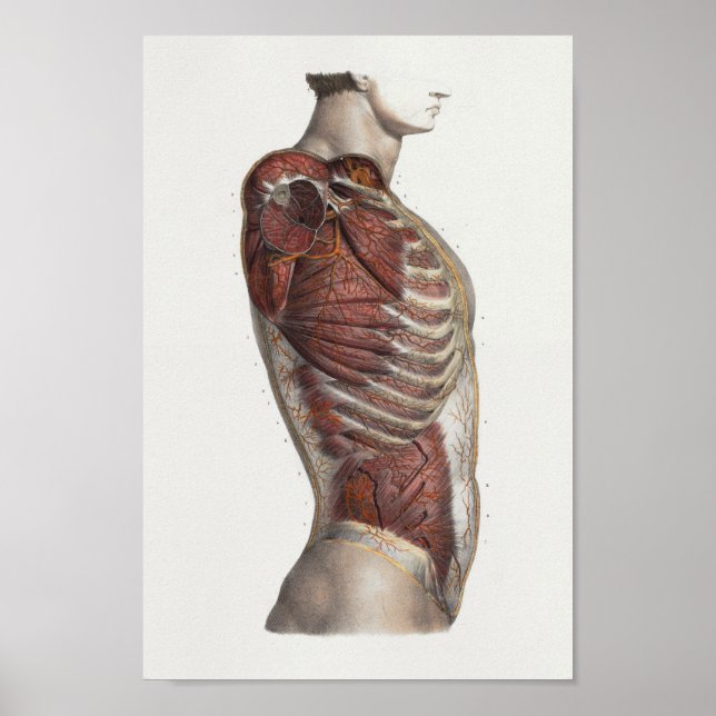 Muscles Torso 1867 Anatomie Vintage Impression (Devant)