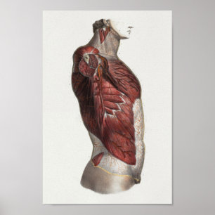 Muscles Torso 1867 Anatomie Vintage Impression