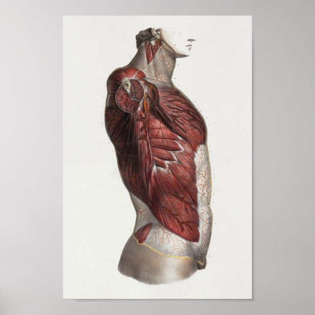 Muscles Torso 1867 Anatomie Vintage Impression (Devant)