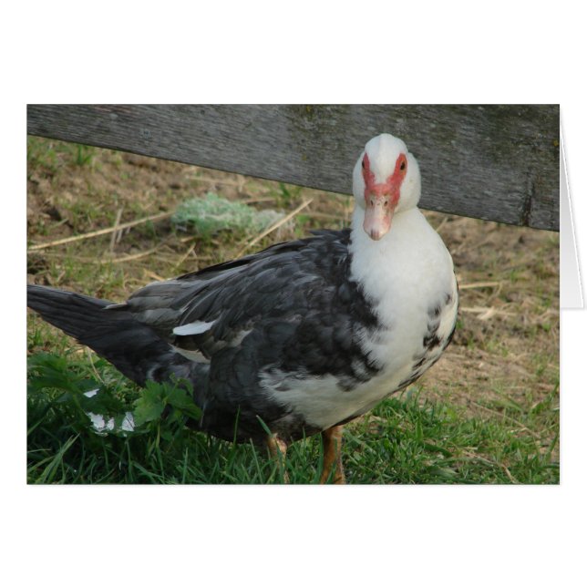 Muscov Hen (Devant horizontal)
