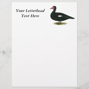 Muscovy Black Drake