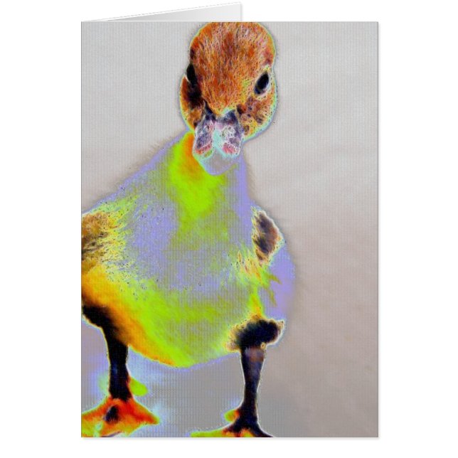 Muscovy brillant (Devant)