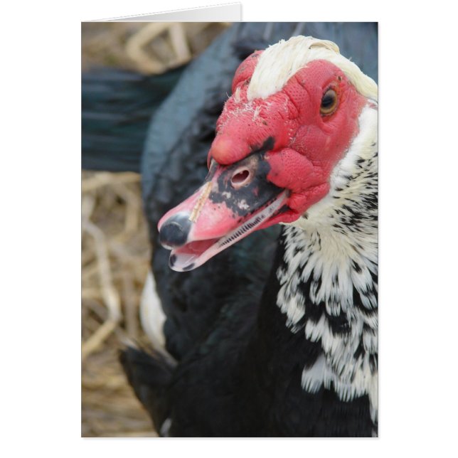 Muscovy Drake (Devant)