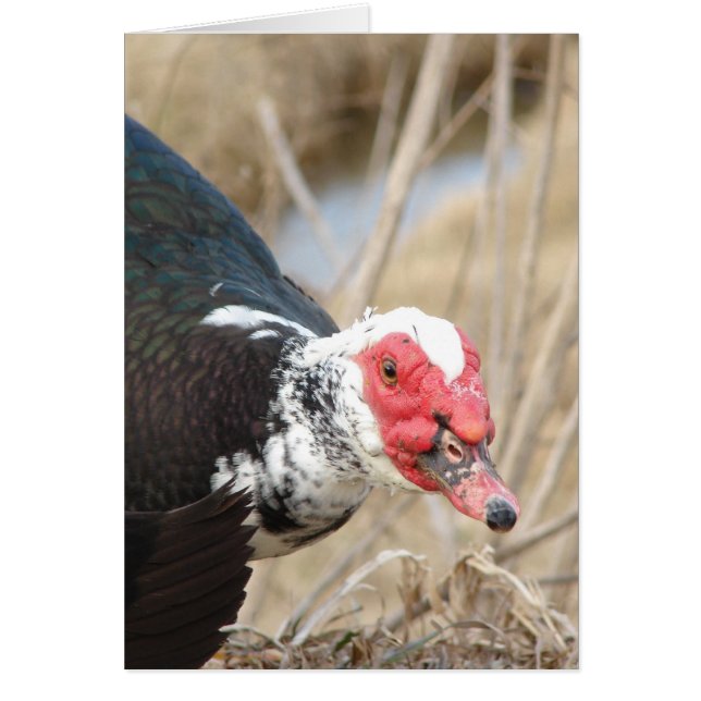 Muscovy Drake (Devant)