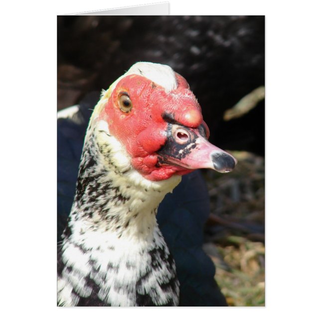 Muscovy Drake (Devant)
