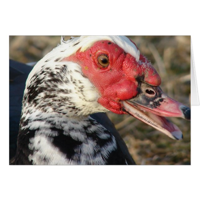 Muscovy Drake (Devant horizontal)