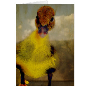 Muscovy Dreamin'