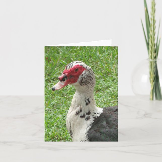 Muscovy Duck Photo Folded Note Card (Devant)