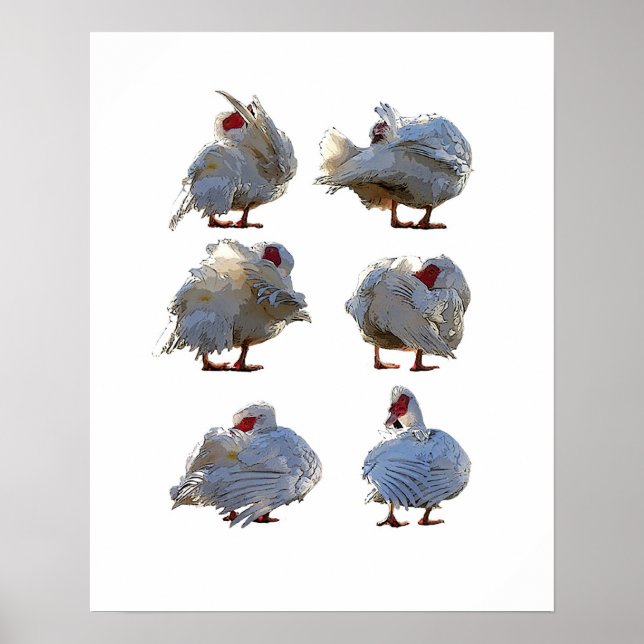 Muscovy duck poster (Devant)