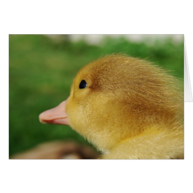 Muscovy Duckling (Devant horizontal)