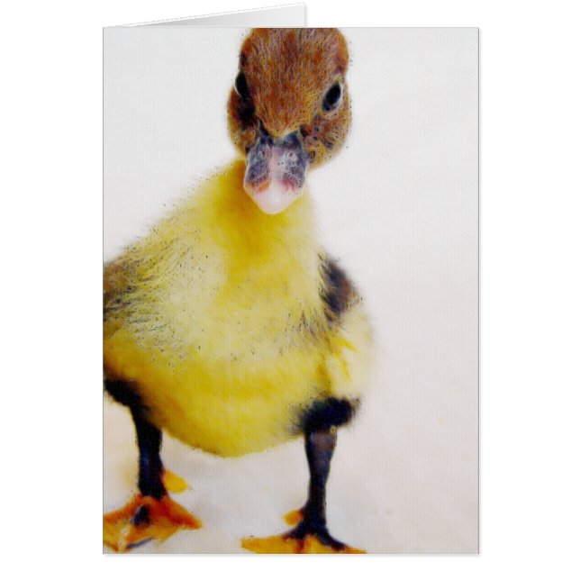 Muscovy Duckling (Devant)