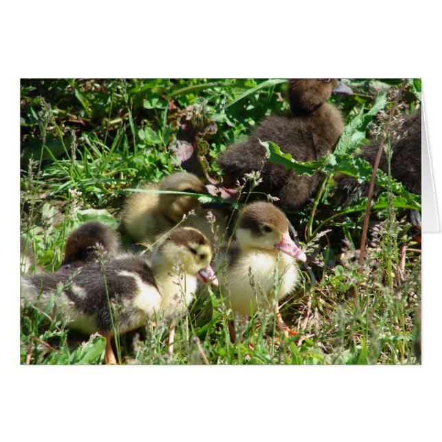 Muscovy Ducklings (Devant horizontal)