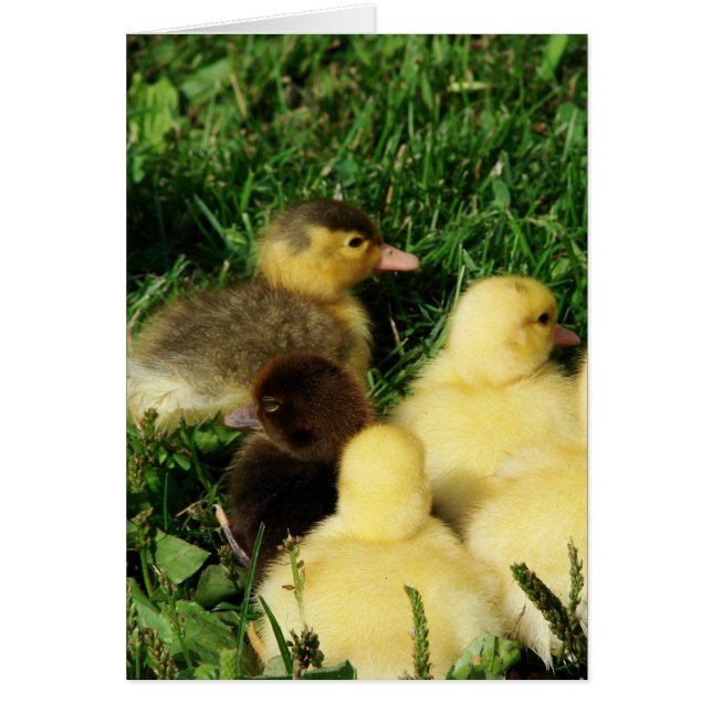 Muscovy Ducklings (Devant)