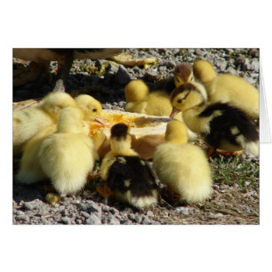 Muscovy Ducklings Mangent Une Treat