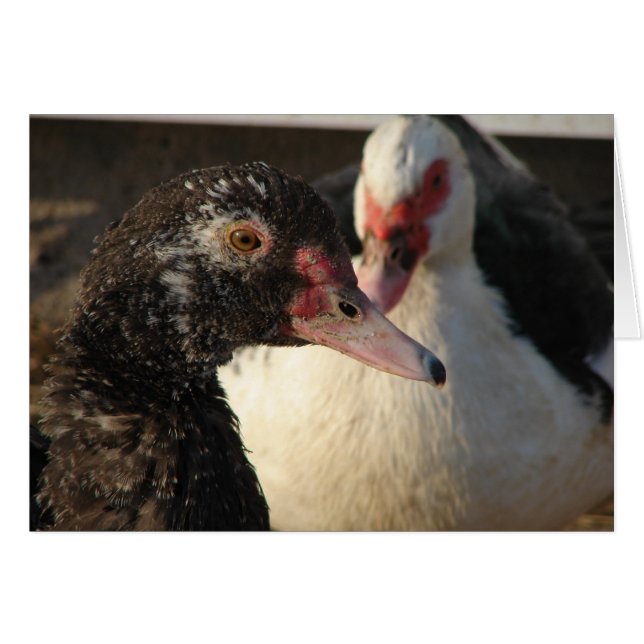 Muscovy Ducks (Devant horizontal)