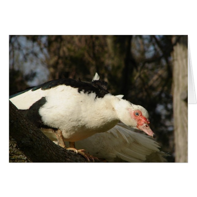 Muscovy Hen dans un arbre (Devant horizontal)