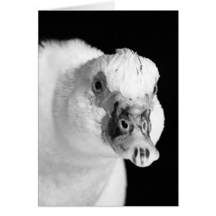 Muscovy Hen en noir et blanc