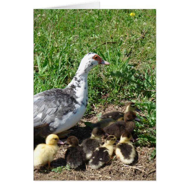 Muscovy Hen et colliers (Devant)