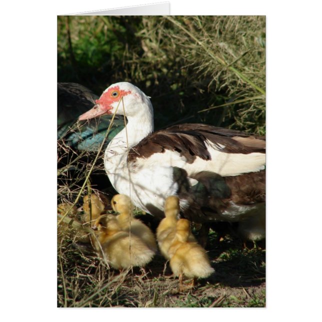 Muscovy Hen et colliers (Devant)