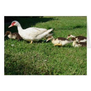 Muscovy Hen et Ducklings