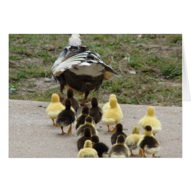 Muscovy Hen Leading Ducklings (Devant horizontal)